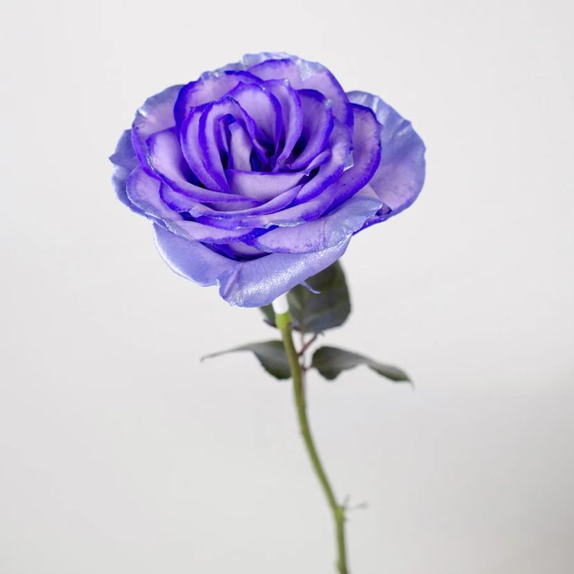 lavish-sapphire-rose-side