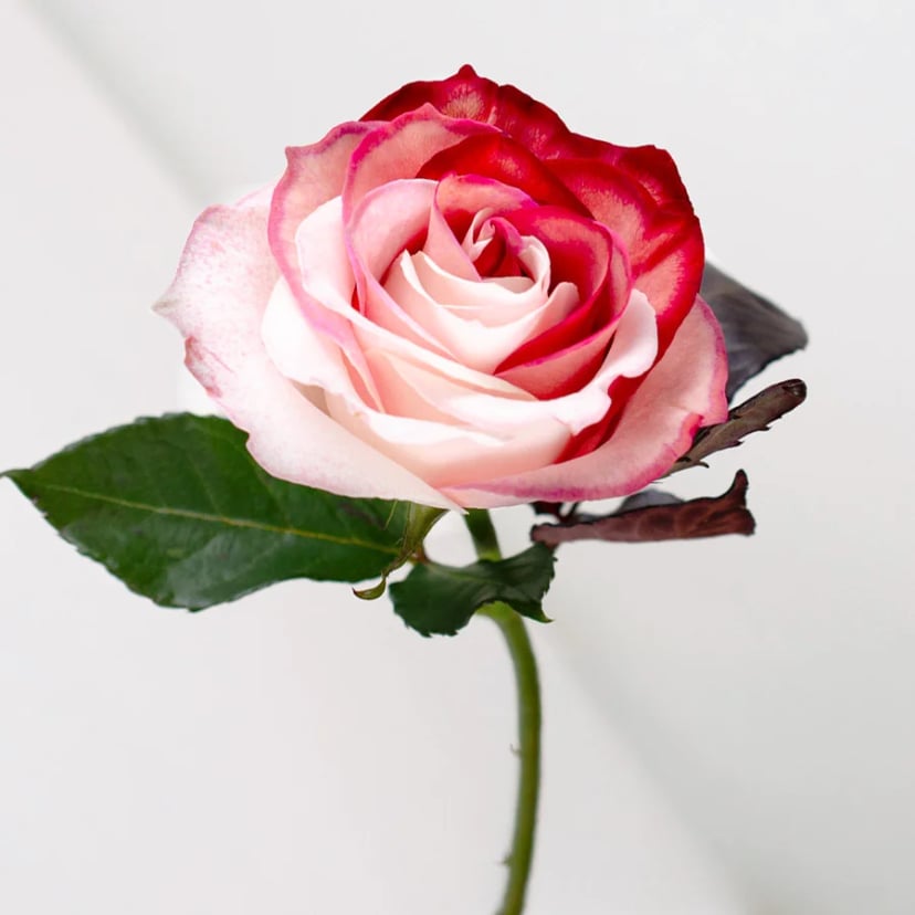 love-mist-rose-side