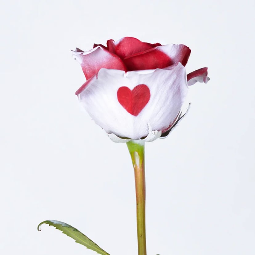 love-rose-front