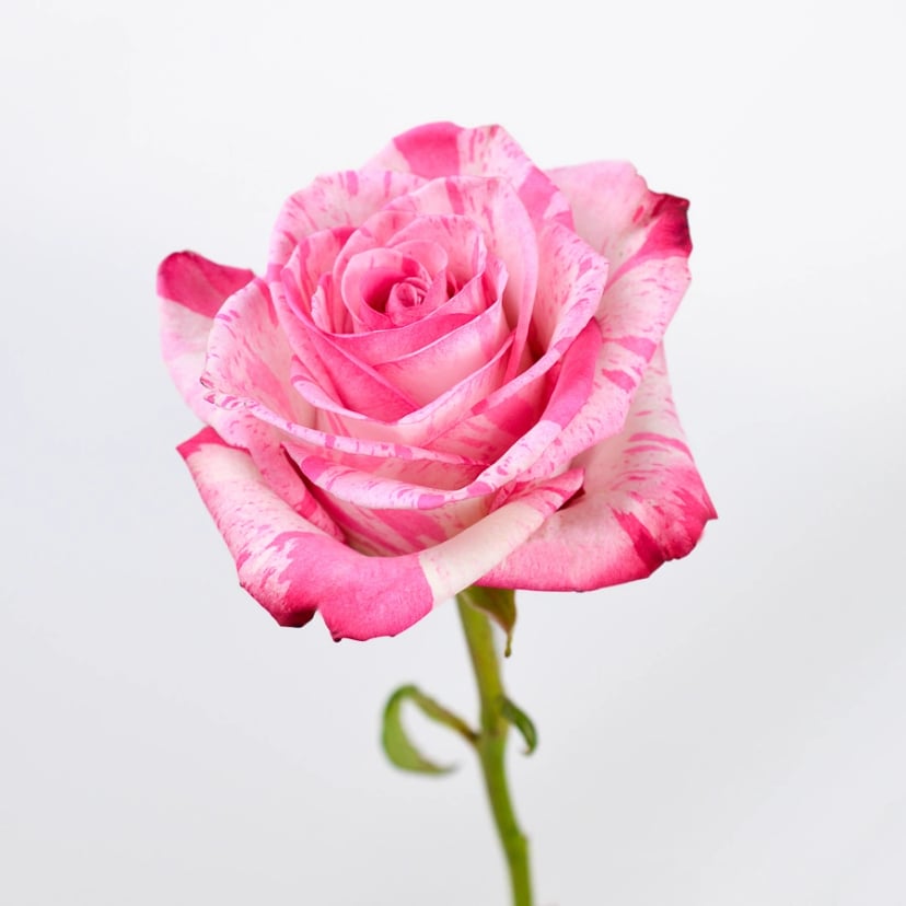 Magic Times Rose