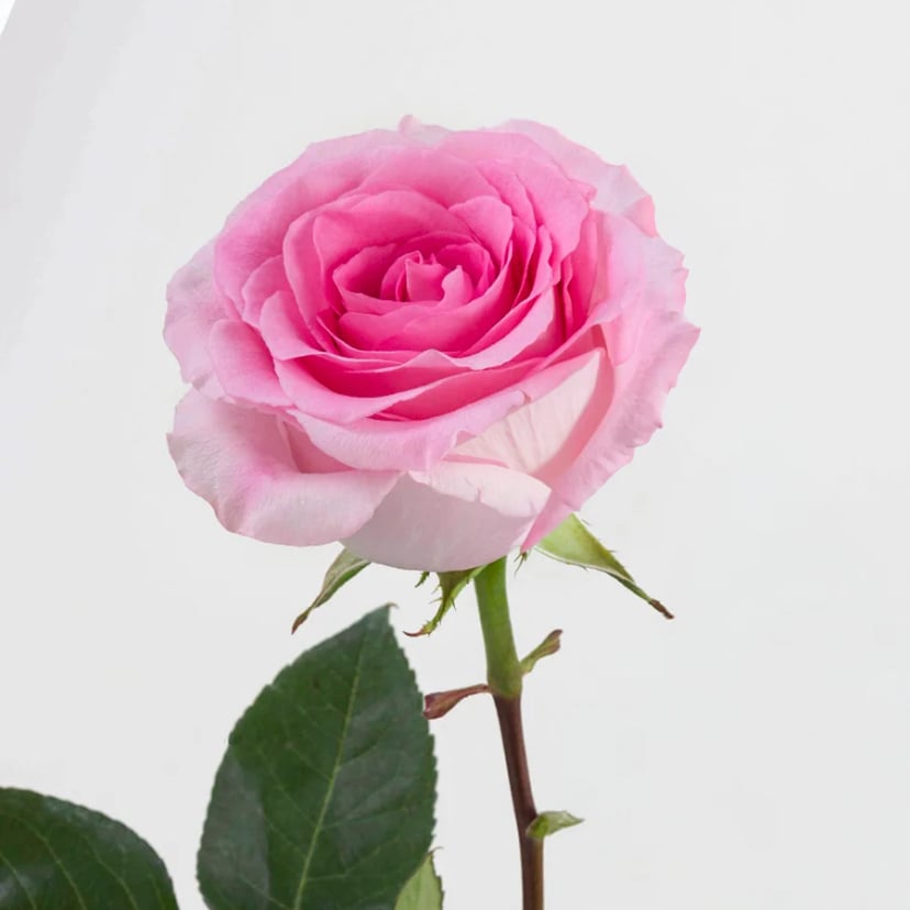 mandala-rose-side