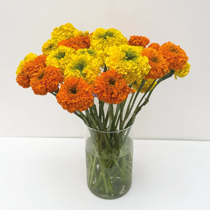 Marigold