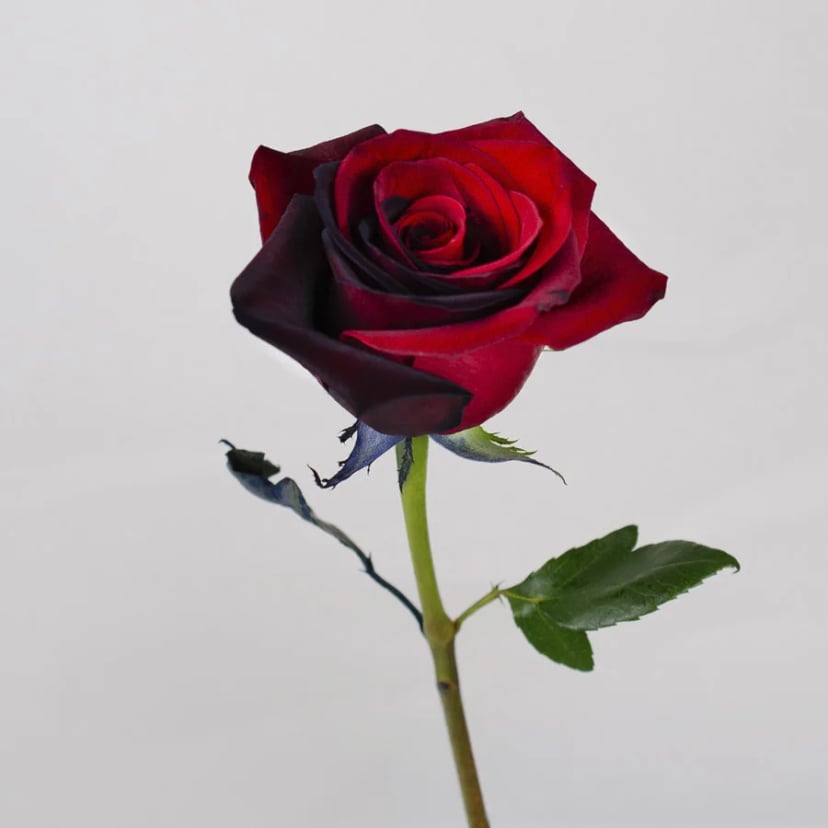 midnight-chiffon-rose-side