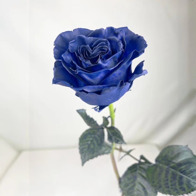 Navy Blue Rose