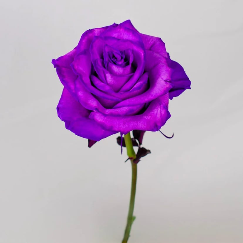 neon-purple-rose-side
