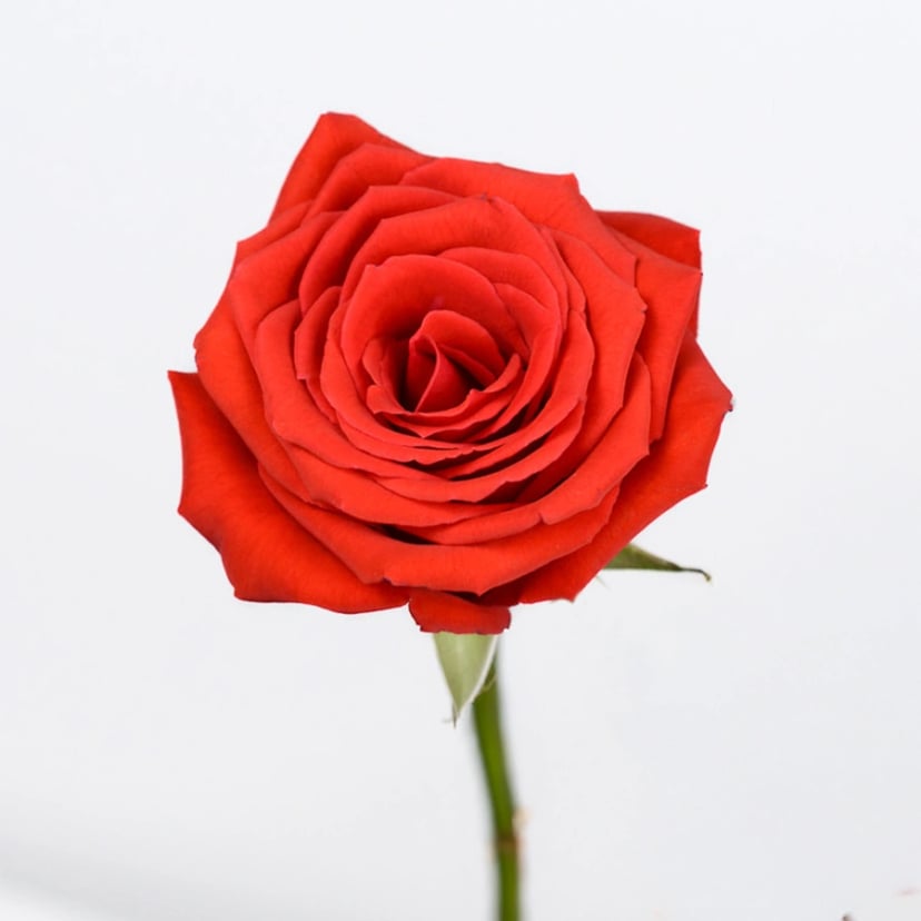nina-rose-side