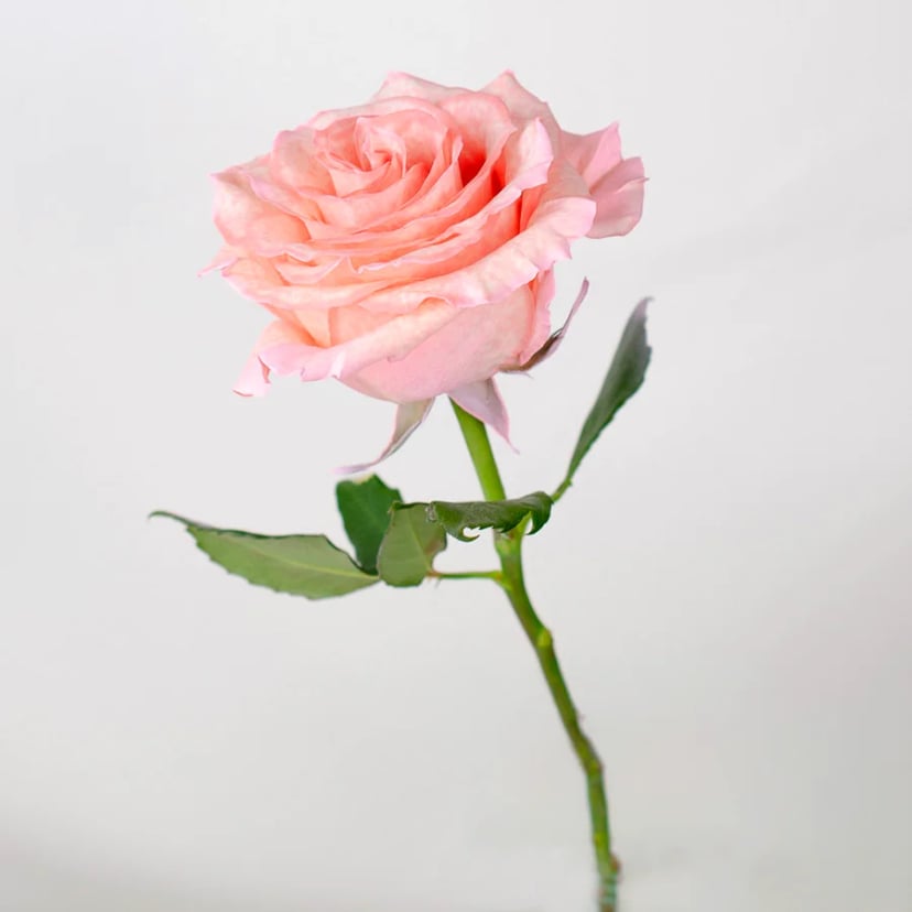 nude-rose-side