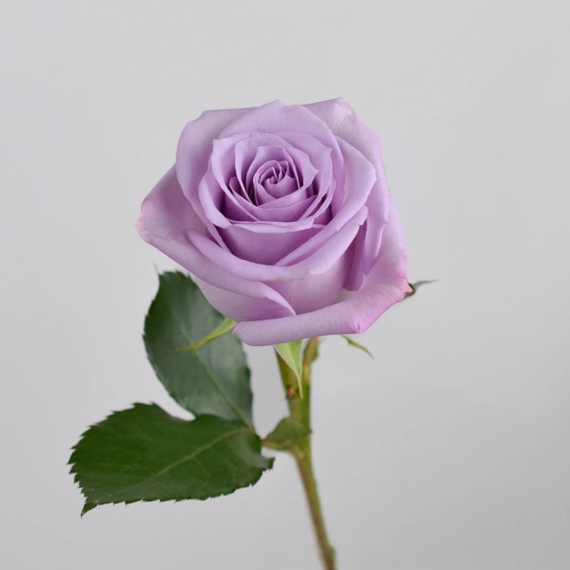 Ocean Song Rose