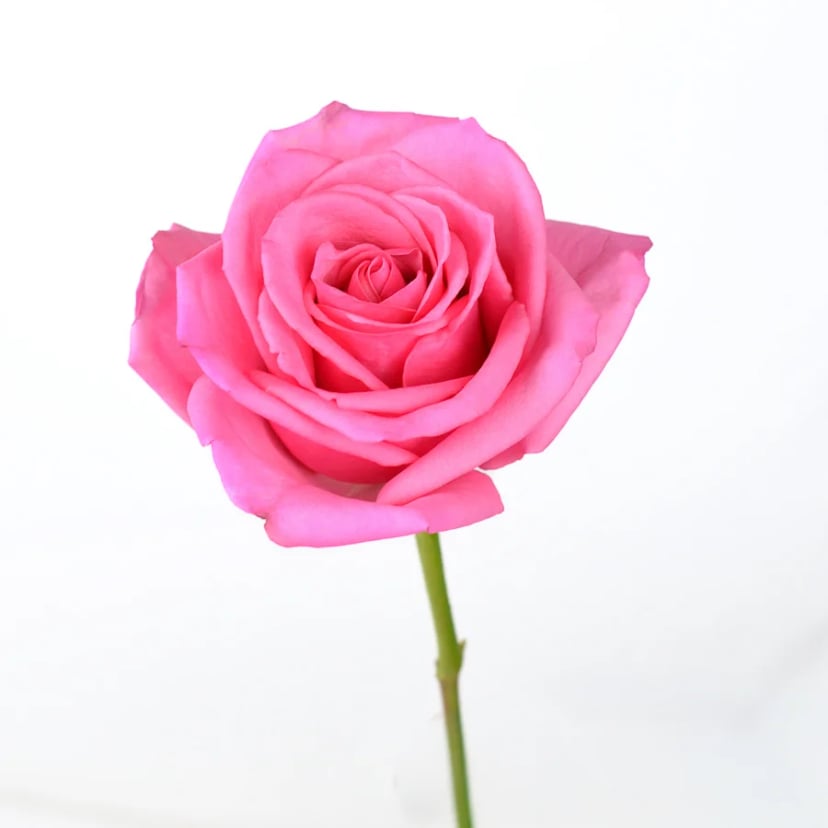 Opala Rose