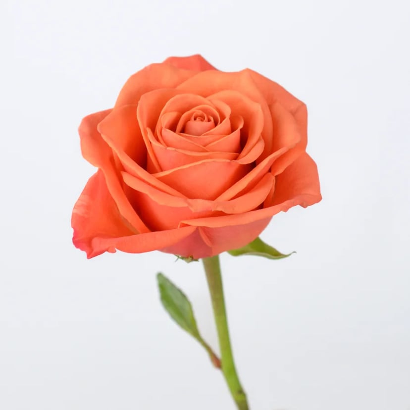 orange-crush-rose-side