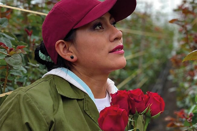 Ecuador Direct Flowers grower holding freshly cut red roses among the greenhouse rows