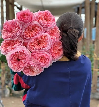 Farm worker carrying an armful of pink garden roses through the greenhouse
