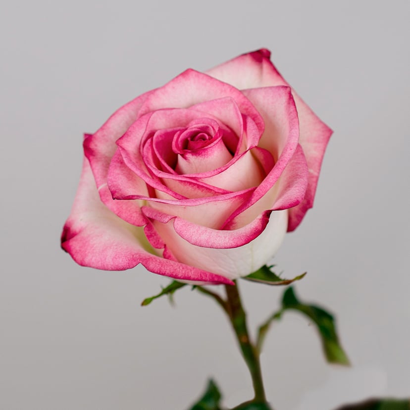 paloma-rose-side