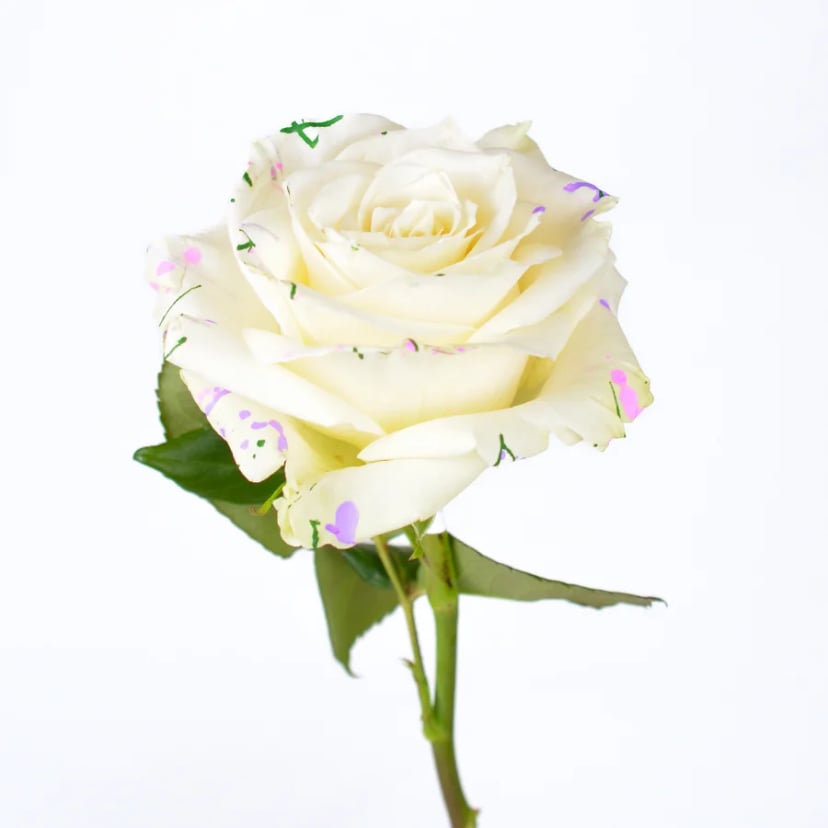 pearl-splash-rose-side