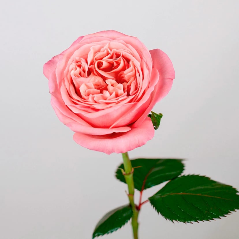 Pink X-pression Rose
