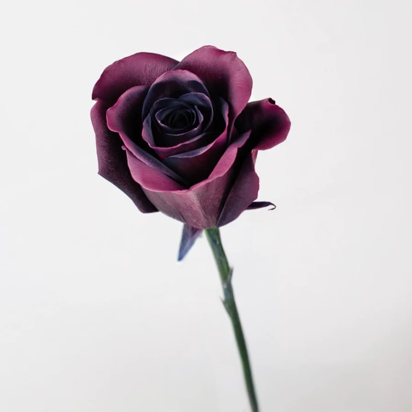prune-amethyst-rose-side