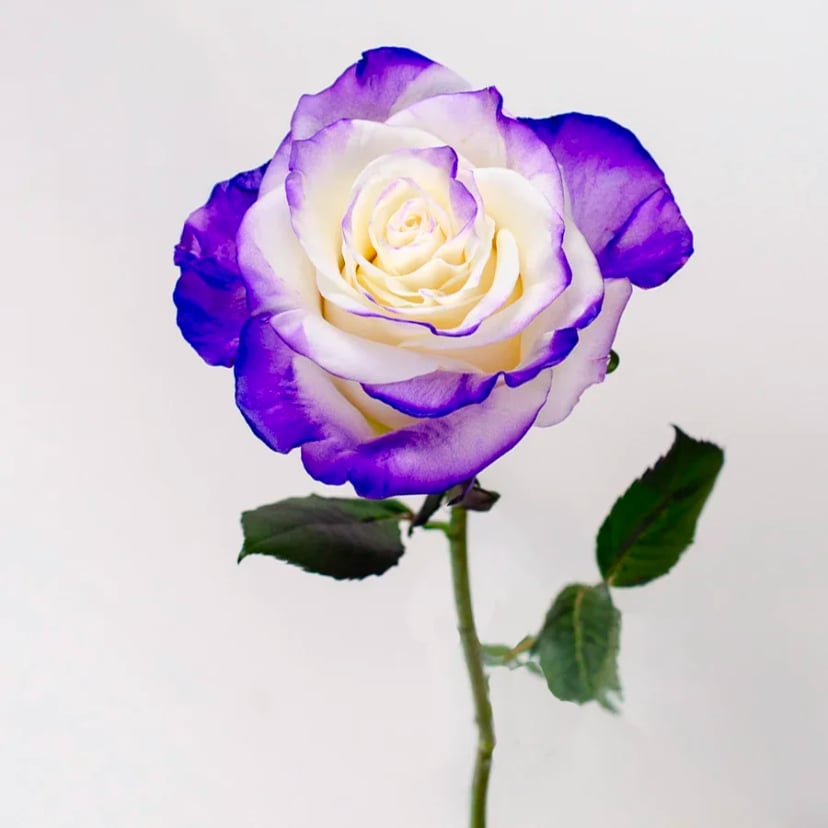 purple-fantasy-rose-side