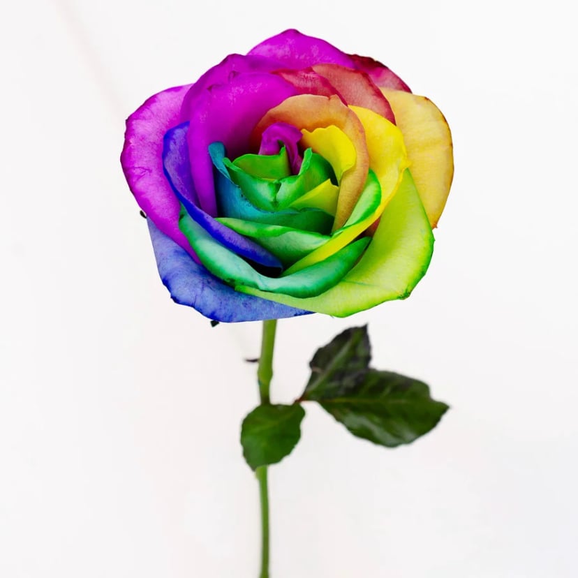rainbow-rose-side