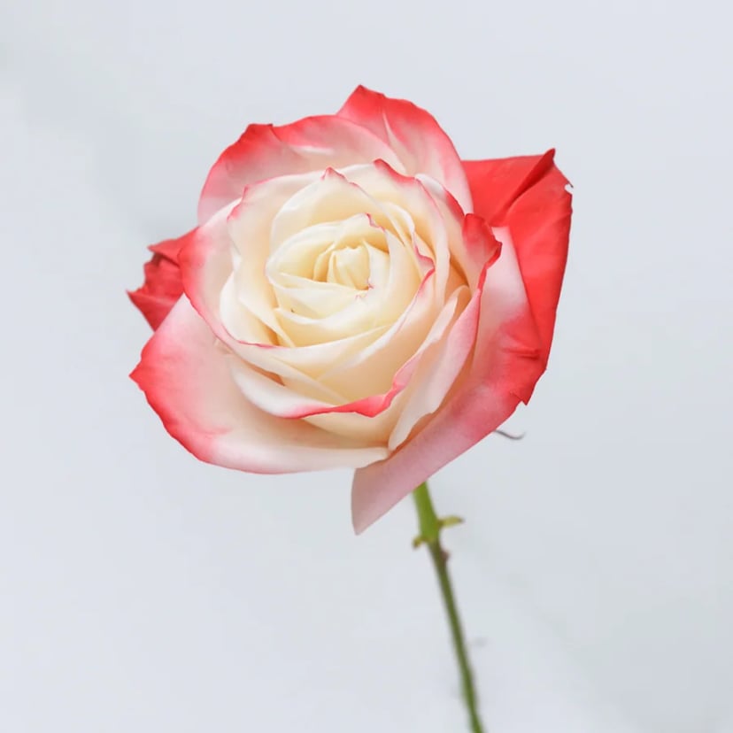 red-love-rose-side