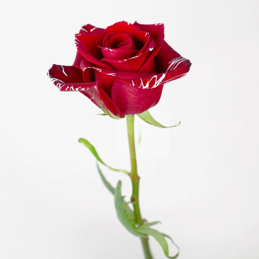 red-magic-rose-side