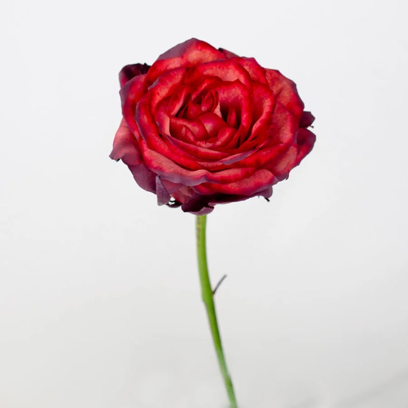 red-velvet-cake-rose-side