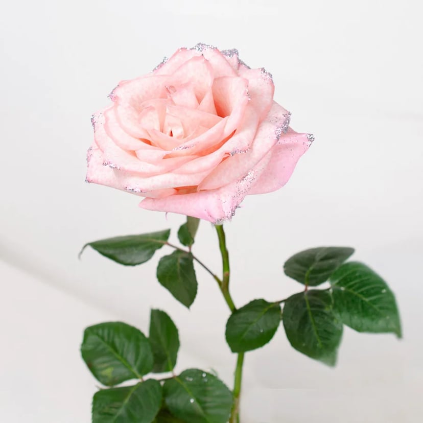 silvered-rose-serenade-side