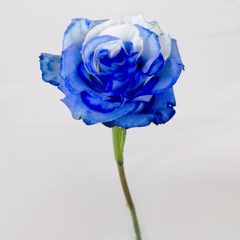 sky-rose-side