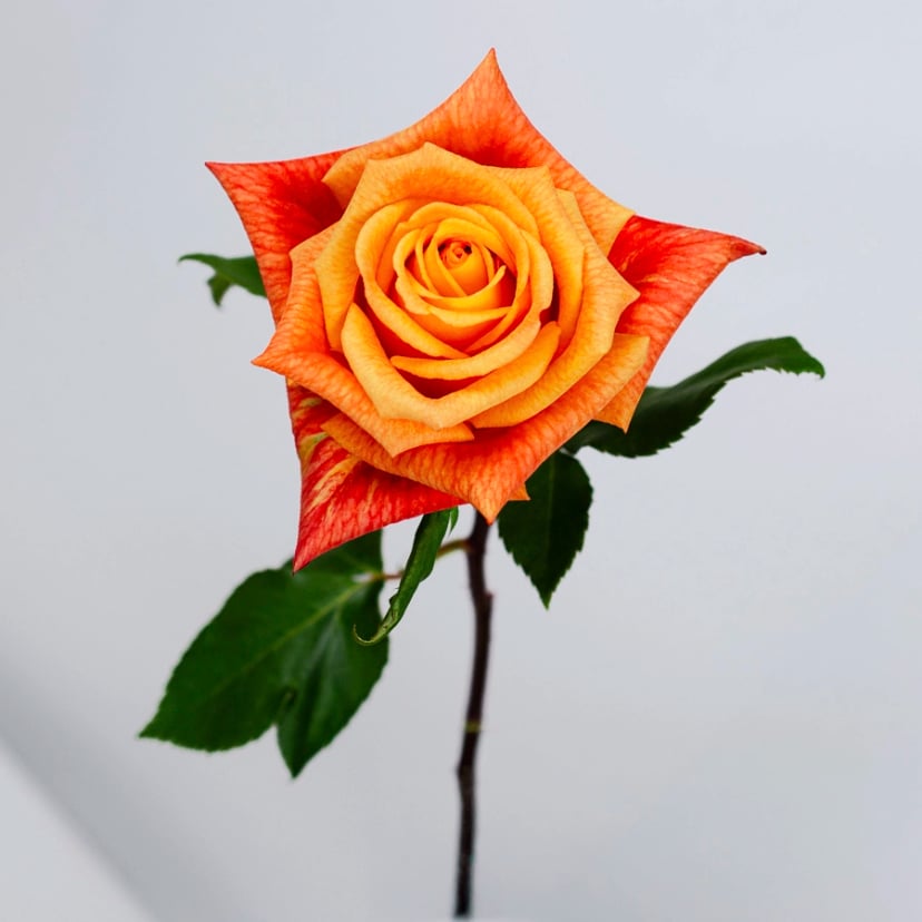 sunset-glory-rose-side