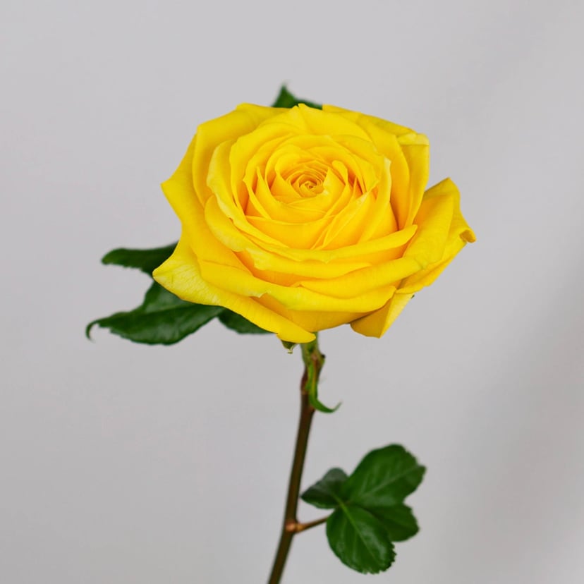 supersun-rose-side