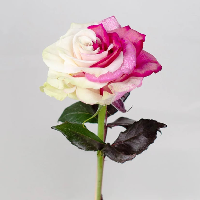 sweet-mist-rose-side