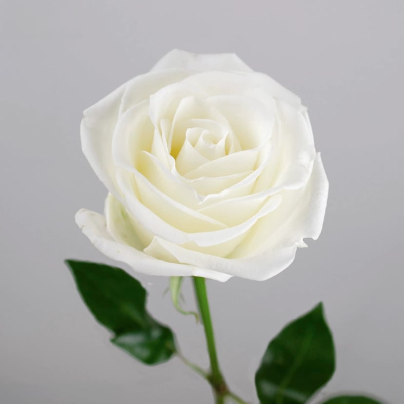 tibet-rose-side