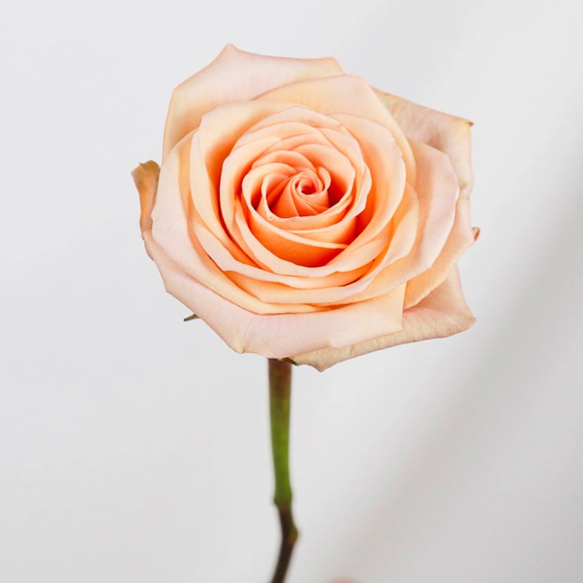 tiffany-rose-side
