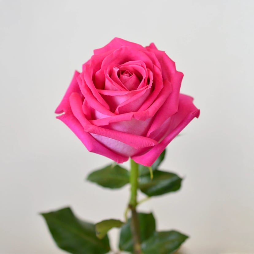 topaz-rose-side
