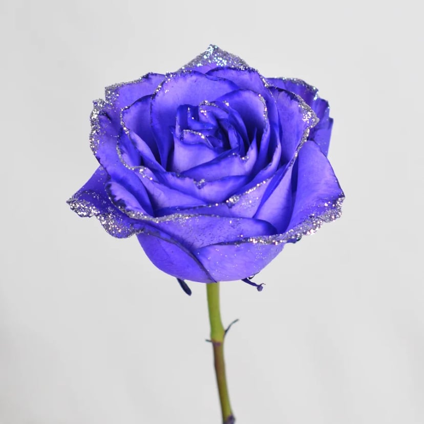 twinkling-star-rose-side
