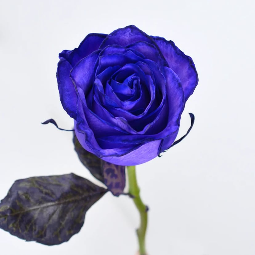 ultraviolet-rose-side
