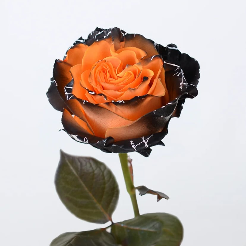 vampire-splash-rose-side