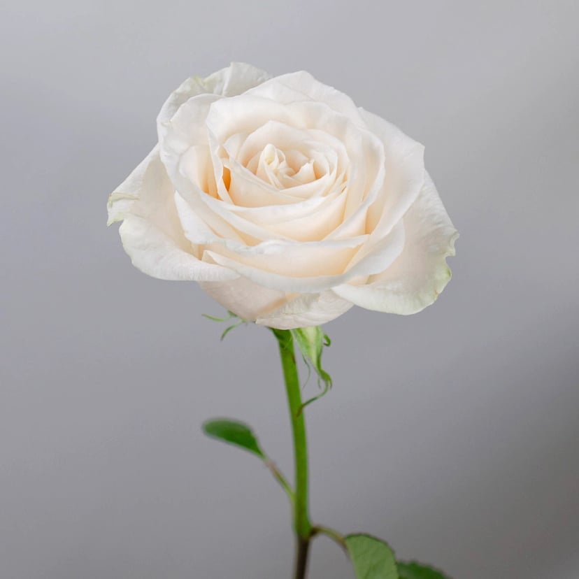 vendela-rose-side