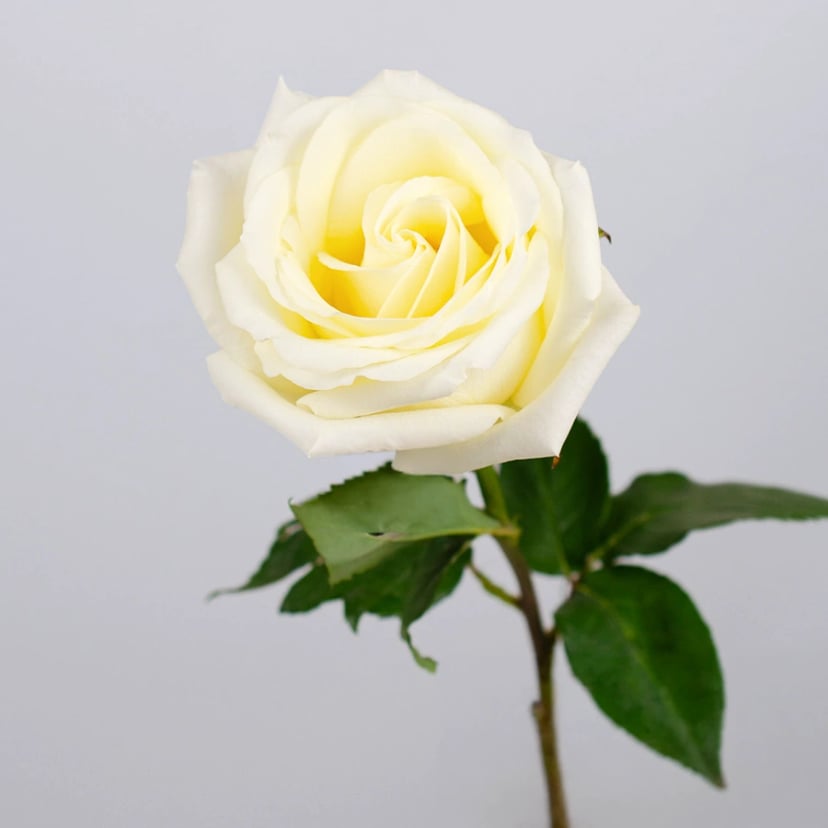 white-chocolate-rose-side