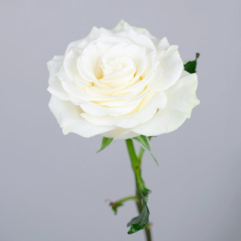 white-mondial-rose-side