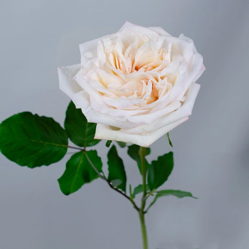 white-ohara-rose-side